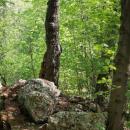 Pszczyna, Park Zamkowy - fotopolska.eu (326440)