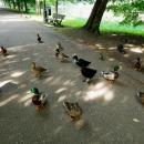 Piękny pszczyński park 16