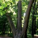 Pszczyna, Poland - panoramio - Erebusso. (3)