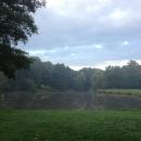 Płaczące wierzby