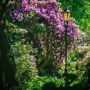 Pszczyna Rhododendron Trees