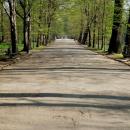 Piękny pszczyński park 02